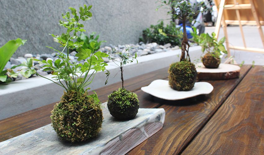 苔球植物該怎麼照顧 9 個超實用小知識 Decomyplace 裝潢裝修 室內設計 居家佈置第一站