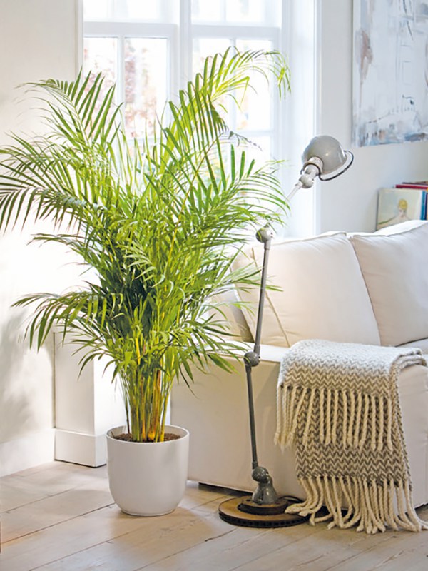 10 款隨便養都活的大型室內植物推薦 Decomyplace 裝潢裝修 室內設計 居家佈置第一站