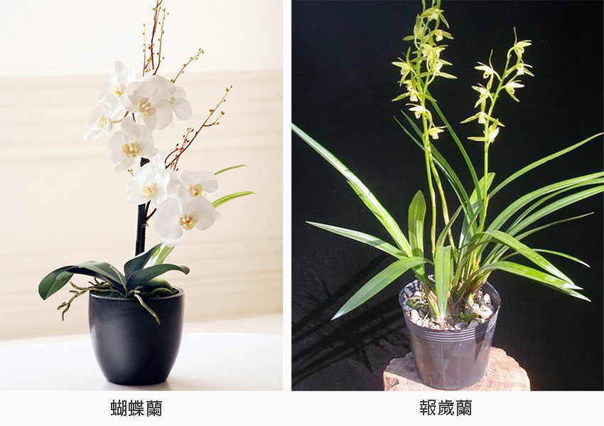 認識10 大植物種類 快速成為花市達人 Decomyplace 裝潢裝修 室內設計 居家佈置第一站